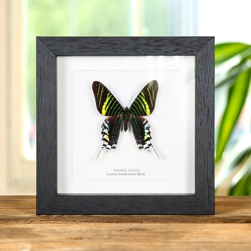 Urania swallowtail taxidermy - urania,