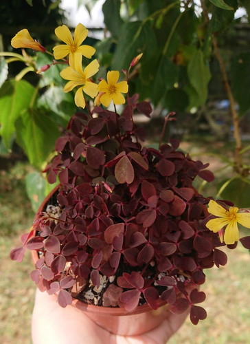 Oxalis burgundy clover - burgundy, |clover