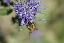 Tamron AF 70-300mm f/4-5.6 Di LD Tele-Macro A17 Sony A Mount + Sample Pics