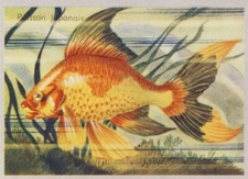 RYUKİN GOLDFİSH PİSCİS POİSSON FİSH IMAGE CARD