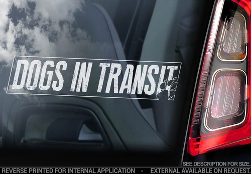 Dogs transit car window - dogs, in