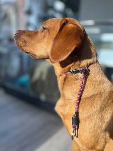 Slip lead collar for - dogs., 6mm