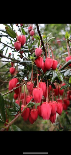Crinodendron hookerianum plant