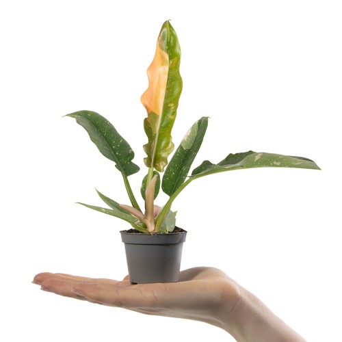 Baby philodendron narrow - philodendron, ring