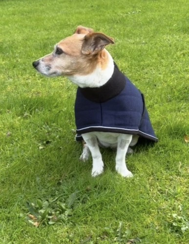 Therma dry like - like, dog