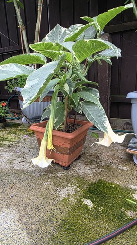 Brugmansja maya variegata - brugmansja,