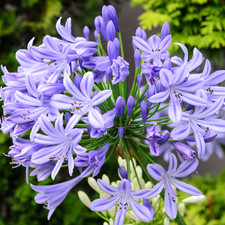 Agapanthus 'Donau' Lily of the