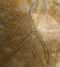 Polished Fossil Sand Dollar