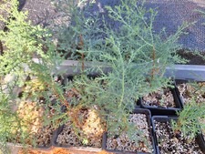Kashmir Cypress Conifer