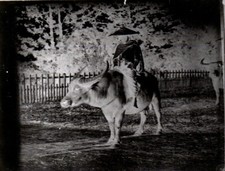 Antique Glass Negative Photograph of Asian Man on Water Buffalo China Vietnam?