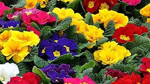 Primrose mixed boxed bedding - primrose,