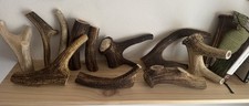Deer Antlers for Dogs Natural