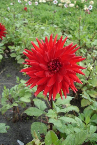 Dahlia tuber forrestal - forrestal,