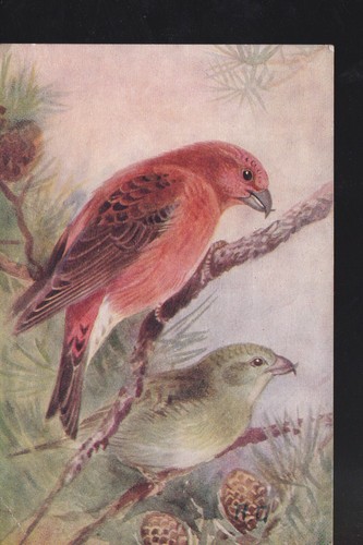 Crossbill roland green rs - -,
