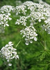 ORGANIC  COW PARSLEY  GARDEN