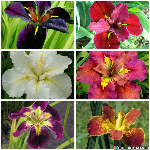 Mixed iris value - mixed, pack