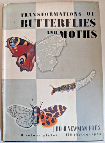 Transformations butterflies - transformations,