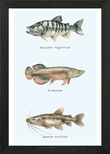 Exotic fish species watercolor - exotic,