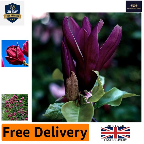 Hardy magnolia genie - hardy,