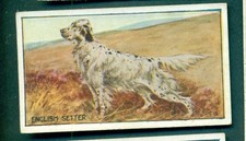MIRANDA - DOGS, no.18 ENGLISH SETTER,, 1925 ISSUE TYPE CARD