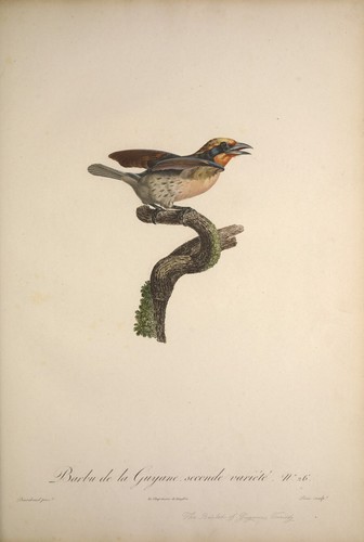Guyana barbet vintage exotic - guyana,