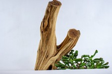 Manzanita Driftwood Stump