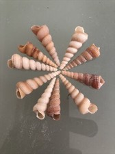 10 Screw Sea Shells 4cm Turritella Spiral Art Craft aquarium unicorn horn hermit