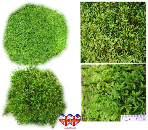 Moss 100 natural fresh mix - 100%,