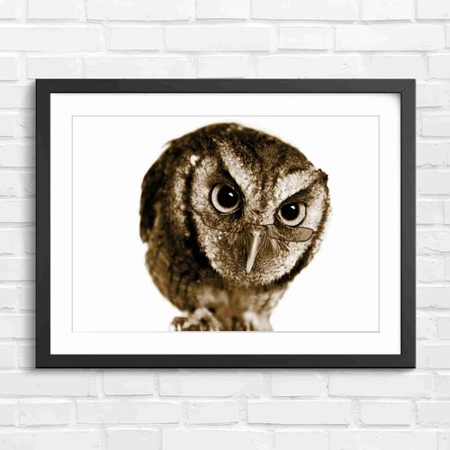 Wisdom owl with glasses sepia - wisdom,