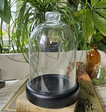 Cloche Glass Display Dome Wood