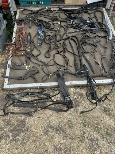 Job lot quality - quality, equestrian