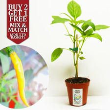 Kilian Orange Chilli Pepper