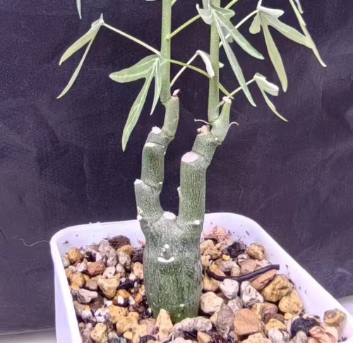 Rare adenia venenata wysiwyg - rare,