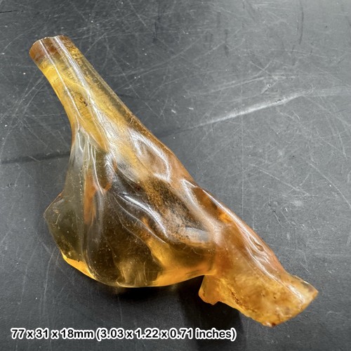 Madagascar copal with insect
