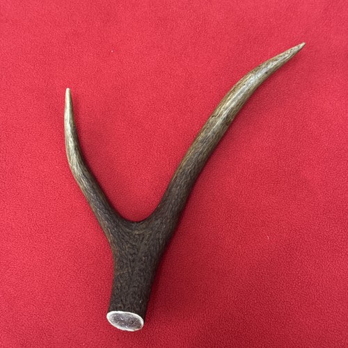 One piece deer antler - antler,, y