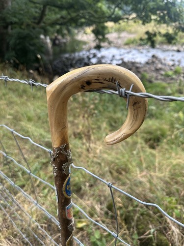 Rams horn walking stick - stick, with