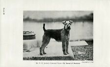 LAKELAND TERRIER NAMED CHAMPION OLD 1952 DOG PRINT