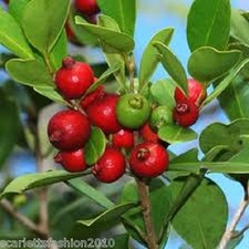 Strawberry Guava Shrub small tree Psidium cattleianum Fruit  fresh seeds