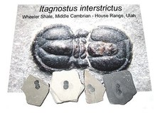 Cambrian Itagnostus