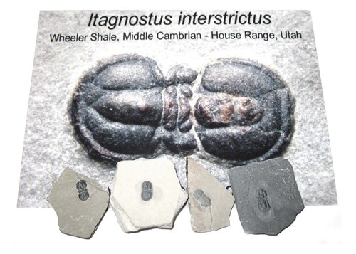 Cambrian itagnostus - cambrian,