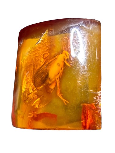 Genuine baltic amber - genuine,