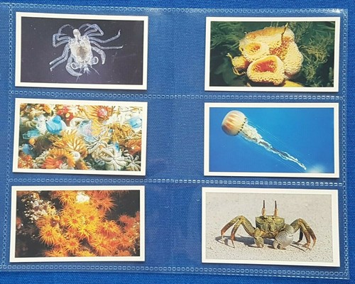 Grandee cigarette cigar cards - cigarette/cigar,