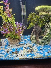 Bristle Nose Pleco  Catfish