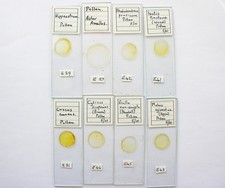 8 Vintage Microscope  Slides.  Pollens