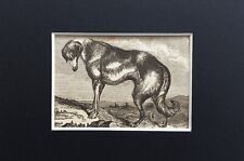 Greyhound Dog Animal Print - c.1880s Mini Mounted Antique B&W Engraving (18)