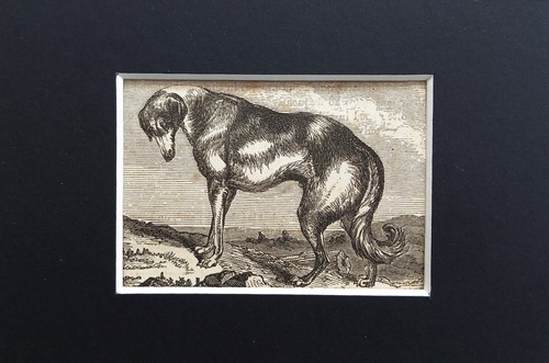 Greyhound dog animal print - greyhound,
