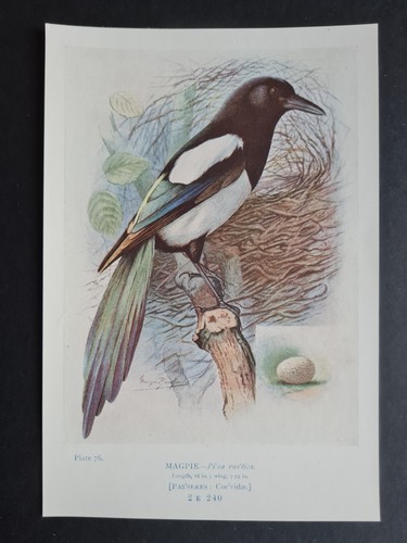 Antique 1910 print magpie - print,
