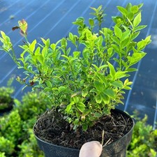 1 Bilberry in 1 L pot