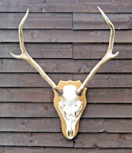 Red deer skull antlers - red, wall
