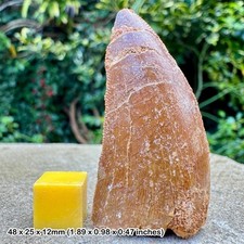 Carcharodontosaurus dinosaur tooth fossil (similar to t-rex) - cretaceous, kem